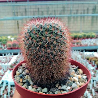 Mammillaria spec.   Malinalco