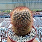 Mammillaria spinosissima