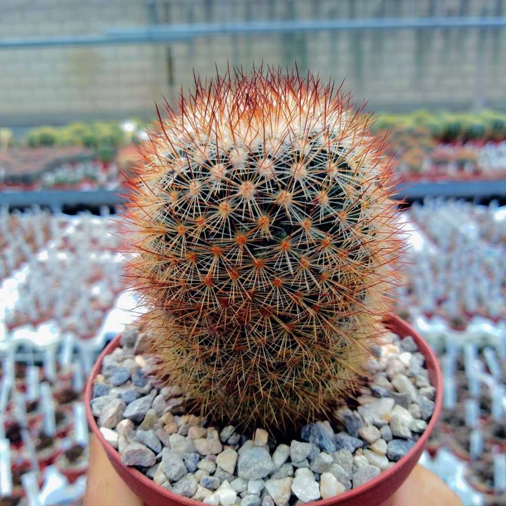 Mammillaria spinosissima - Uhlig Kakteen - Más que 5.000 especies ...