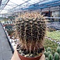 Notocactus megalanthus