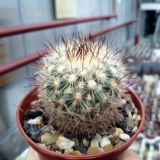 Mammillaria neopalmeri