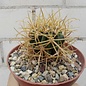 Ferocactus chrysacanthus   Cedros BC