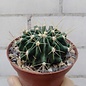 Ferocactus echidne v. victoriensis  General Ignacio Zaragoza, Siberia N.L.