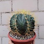 Ferocactus glaucescens