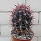 Ferocactus peninsulae