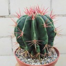 Ferocactus stainesii