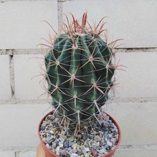 Ferocactus townsendianus   km 36, Microonda Matape