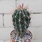 Ferocactus townsendianus   km 36, Microonda Matape