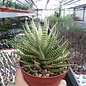 Haworthia attenuata v. britteniana fo. I