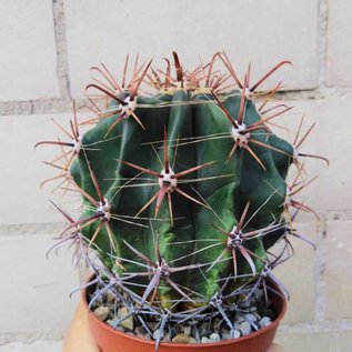 Ferocactus horridus   Schrecklicher Tonnenkaktus