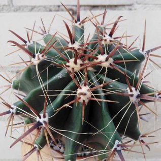 Ferocactus horridus   Schrecklicher Tonnenkaktus