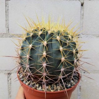 Ferocactus pottsii v. alamosanus