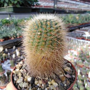 Notocactus bommeljei