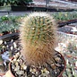 Notocactus bommeljei