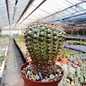 Notocactus ritterianus  HU 807