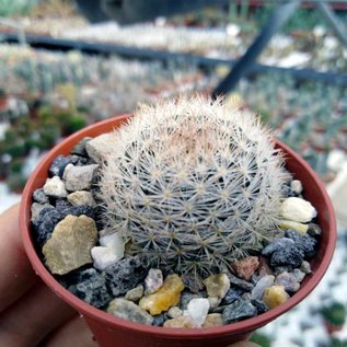 Mammillaria brachytrichion  L 1337 General Escobedo, Durango, MX