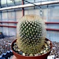 Mammillaria spinosissima ssp. pilcayensis