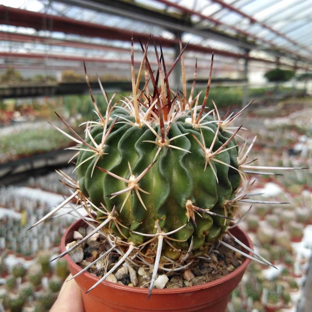 Stenocactus phyllacanthus f. tricuspidatus Uhlig Kakteen Über 5000