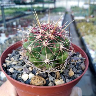 Thelocactus bicolor   La Victoria