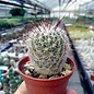 Thelocactus conothelos v. aurantiacus SB 329 Amberri, Nuevo Leon, Mexico