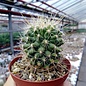 Thelocactus macdowellii   (Echinomastus macdowellii)