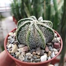 Astrophytum capricorne v. niveum