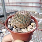 Mammillaria huitzilopochtli