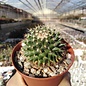 Mammillaria atavageaensis n.i.