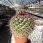 Mammillaria bocensis v. rubida