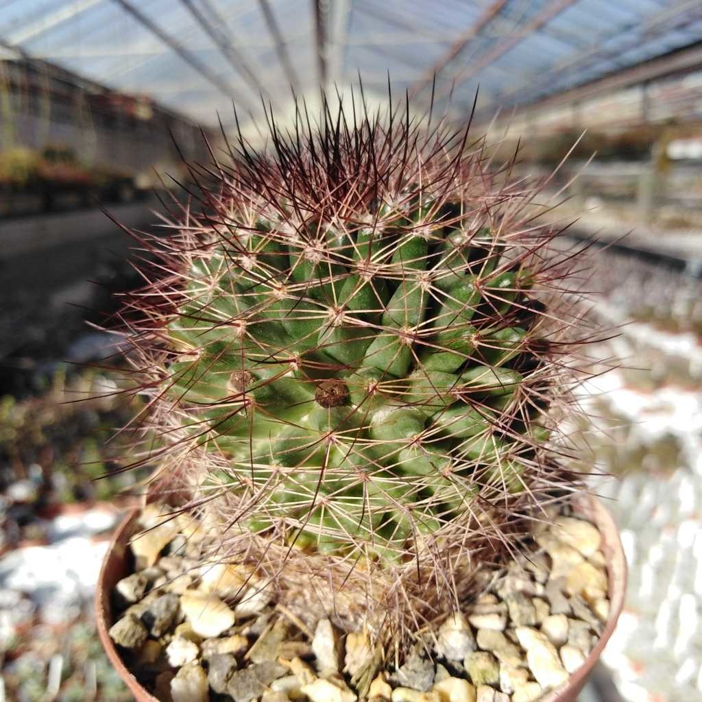 Mammillaria brandegeei Uhlig Kakteen Über 5000 verschiedene Arten