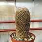 Mammillaria matudae