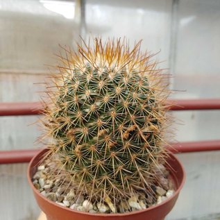 Mammillaria pullihamata  WK 448