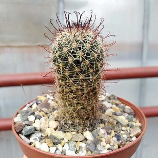 Mammillaria sheldonii