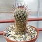 Mammillaria sheldonii