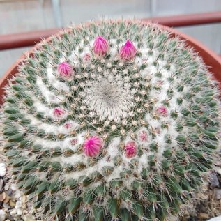 Mammillaria woodsii-Hybr