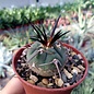 Gymnocalycium armatum