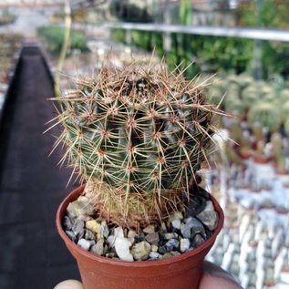 Notocactus mammulosus