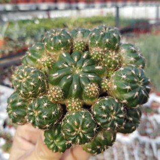 Matucana polzii