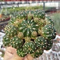 Matucana polzii