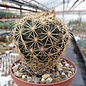 Coryphantha pygnacantha