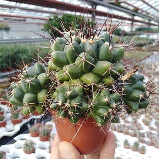 Thelocactus spec.