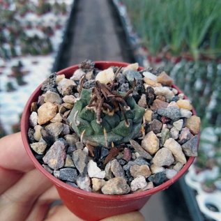 Turbinicarpus lilinkeuideuus      CITES, not outside EU