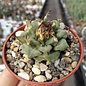 Turbinicarpus alonsoi      CITES, not outside EU