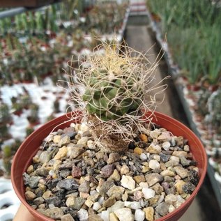 Turbinicarpus pseudomacrochele      CITES, not outside EU