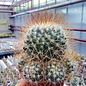 Mammillaria leptacantha cv. Rubriflora