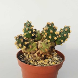 Tephrocactus molinensis