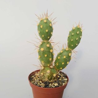 Tephrocactus kuehnrichianus v. applanatus Typ II