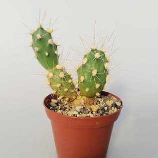 Tephrocactus alboareolatus