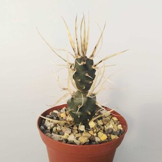 Tephrocactus articulatus v. papyracanthus