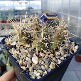 Tephrocactus neuquensis       (dw)